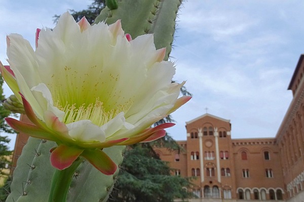 Cacti in the garden of the Generalate